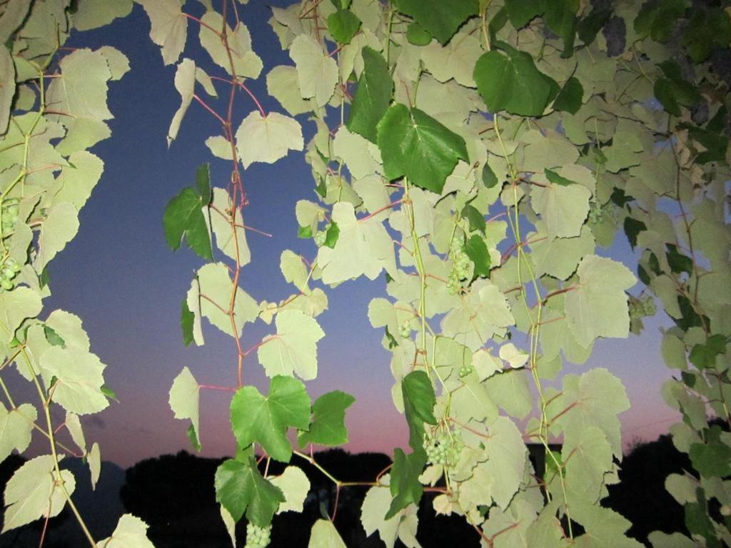 Ligo Bed & Breakfast Villanova d'Albenga Bagian luar foto